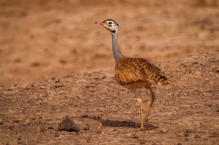 096 Amboseli Nationaal Park.jpg